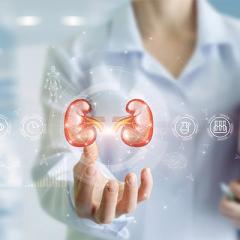 Women in white coat with kidney illustration