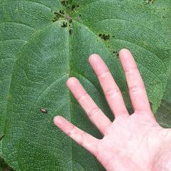 Stinging tree leaf with hand