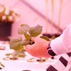 Tobacco plants growing in laboratory
