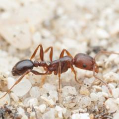 An African Ant walks on a stone ground