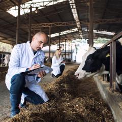 Group of veterinarians doctor checking health status of cattle at cows farm. Diary farm health control.