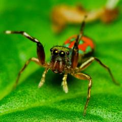A peacock spider with it's front legs in the air