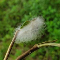 The furry puss caterpillar