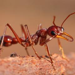 Close-up of a bull ant