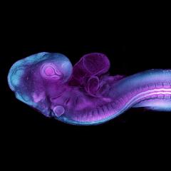 A microscopic image of a quail embryo
