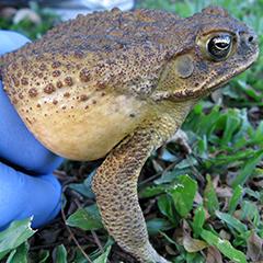 A cane toad