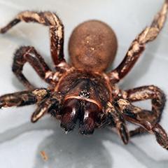 A spider
