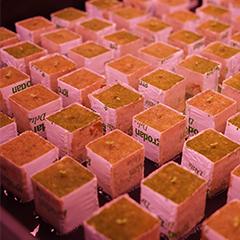 Growing medicines in plants