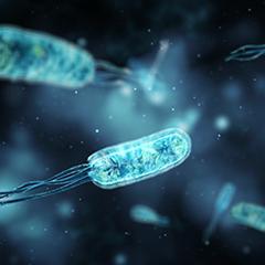 Bacteria
