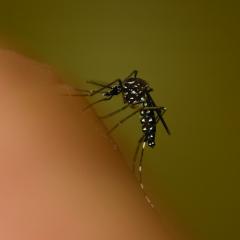 Mosquito bite