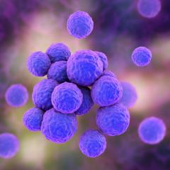 MRSA bacteria