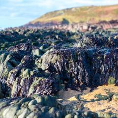 Red seaweed
