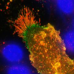 SCIMP on immune cell 