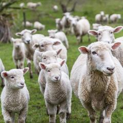 Treating sheep worm with venom