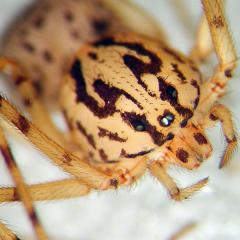 Spitting spider