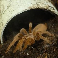 Taking the bite out of chronic pain with a new spider venom treatment