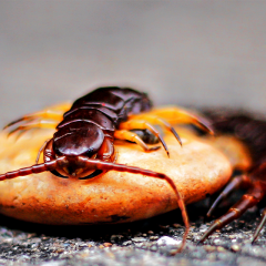 Spider and centipede venom evolved from insulin-like hormone