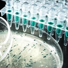 Bacteria