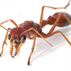 Bull ant venom could put the bite on pain