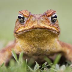 Cane toad