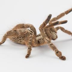 The venom of Heteroscodra maculata contains molecules that could help treat Dravet Syndrome, a devastating form of childhood epilepsy. Credit: Bastian Rast. 