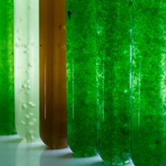 Microalgae culture