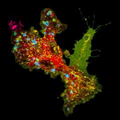 Dr Lin Luo and Professor Jenny Stow have shown that LRP1 manages the body's inflammation response.