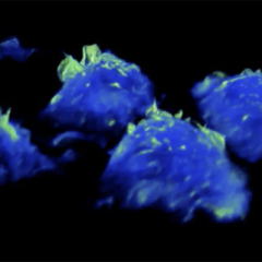 Powerful images reveal how immune cells patrol to keep us healthy