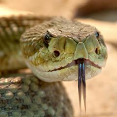 Rattlesnake