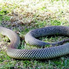 Snake