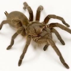 Spider