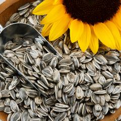 Sunflower seeds