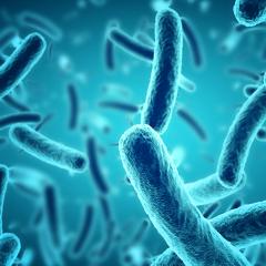 An Institute for Molecular Bioscience researcher has helped reveal a crucial step in the way bacteria construct their defences.
