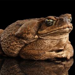 The Cane Toad Challenge empowers the public to trap the poisonous cane toad's tadpoles.