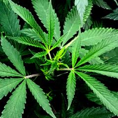 Cannabis compound could be powerful new antibiotic