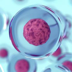 Scientists from The University of Queensland have revealed the difference between a stem cell and other blood vessel cells.