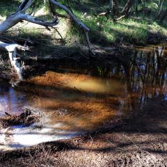 A sample of estuarine mud taken 16 years ago has yielded a potential new class of painkiller.