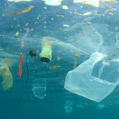 Algae and bacteria may help us produce more environmentally friendly versions of plastic.