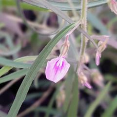 Spade flower.
