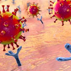 SARS-CoV-2 virus binding to receptors on the cell surface