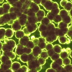 Researchers are using tiny fluorescent probes to investigate how and why bacteria are becoming resistant to antibiotics.