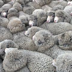 Herd of sheep
