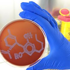 The main nonpsychoactive component of cannabis has been shown to kill the bacteria responsible for gonorrhoea, meningitis and legionnaires disease.