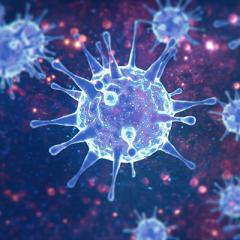 SARS-CoV-2 virus does not infect blood vessels