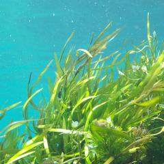 The research could transform seaweed into new products such as medicines, food, nutraceuticals, nanomaterials and biofertilisers.
