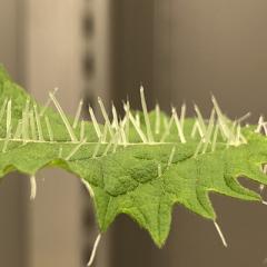 New Zealand stinging tree 