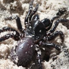 Tarantula in sand