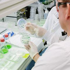 Professor Ben Hankamer and Dr Melanie Oey examining petri dishes of algae