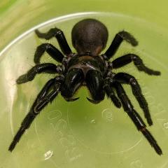 K'Gari Funnel Web Spider - Infensa