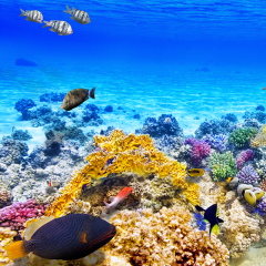 Sequencing the Great Barrier Reef